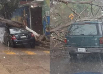 VIDEO | Lluvia y vientos provocan caída de árboles y daños a vehículos en Santa Lucía del Camino
