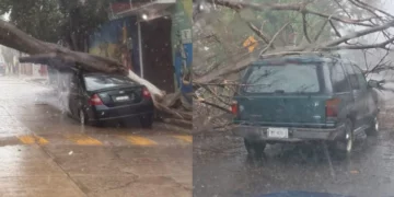 VIDEO | Lluvia y vientos provocan caída de árboles y daños a vehículos en Santa Lucía del Camino