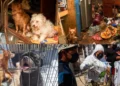 ¡Entre basura y enfermedad! Rescatan a 14 animales víctimas de maltrato en Oaxaca de Juárez