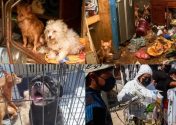 ¡Entre basura y enfermedad! Rescatan a 14 animales víctimas de maltrato en Oaxaca de Juárez
