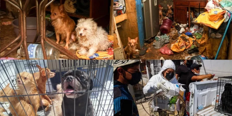 ¡Entre basura y enfermedad! Rescatan a 14 animales víctimas de maltrato en Oaxaca de Juárez