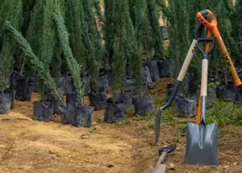 Foto: redes sociales // Activistas señalaron que los cipreses no son árboles nativos de la zona, por lo que su plantación representa peligros.