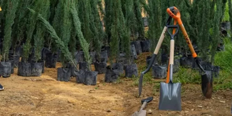 Foto: redes sociales // Activistas señalaron que los cipreses no son árboles nativos de la zona, por lo que su plantación representa peligros.