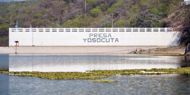 Foto: cortesía // Alivio con el nivel de la presa Yosocuta, pero el lirio acuático sigue siendo un problema.