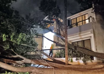 Foto: Protección Civil Oaxaca de Juárez // Árbol caído en Ignacio Comonfort, colonia Guelaguetza, en las faldas del Fortín.