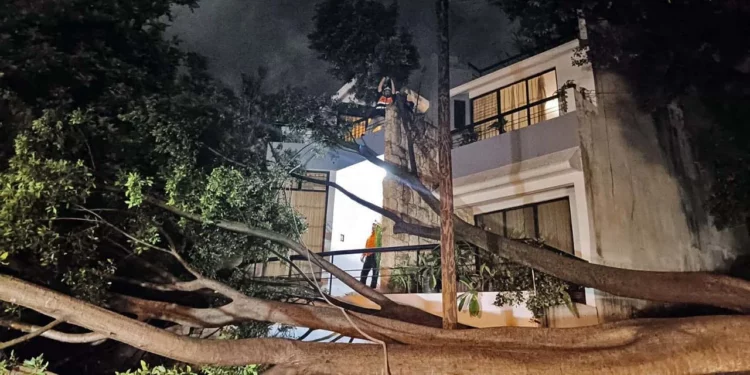 Foto: Protección Civil Oaxaca de Juárez // Árbol caído en Ignacio Comonfort, colonia Guelaguetza, en las faldas del Fortín.