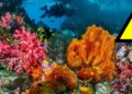 Quinto blanqueamiento de corales por El Niño: Alerta de la NOAA