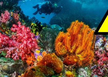 Quinto blanqueamiento de corales por El Niño: Alerta de la NOAA