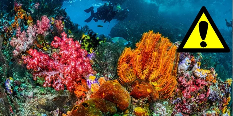 Quinto blanqueamiento de corales por El Niño: Alerta de la NOAA
