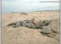 Las arribadas de tortugas enfrentan diversos riesgos en el país.