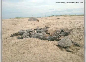 Las arribadas de tortugas enfrentan diversos riesgos en el país.