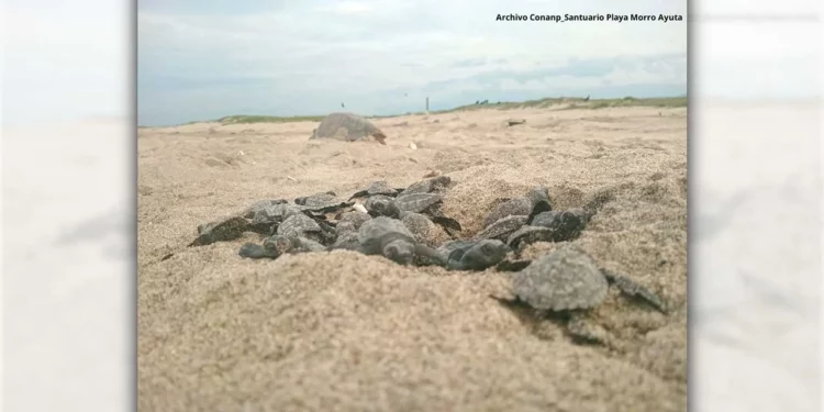 Las arribadas de tortugas enfrentan diversos riesgos en el país.
