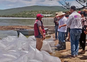 La finalidad es aumentar la producción acuícola y mejorar la calidad genética de los peces en la presa.