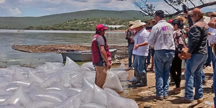 La finalidad es aumentar la producción acuícola y mejorar la calidad genética de los peces en la presa.