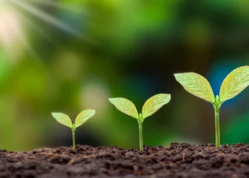 Día Mundial del Medio Ambiente: Los 5 grandes desafíos ecológicos que enfrenta México