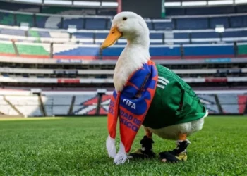 ¿Cómo registrar una marca ante el IMPI? El proceso legal detrás del viral “Pato Merlín”
