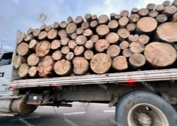 Foto: Archivo El Imparcial // La tala irracional devasta los bosques de Oaxaca.