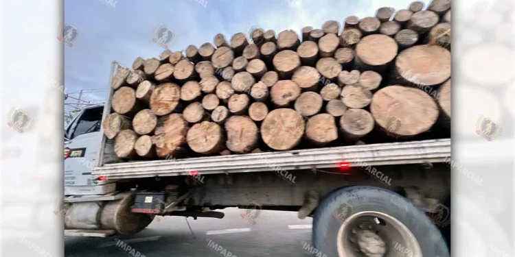 Foto: Archivo El Imparcial // La tala irracional devasta los bosques de Oaxaca.