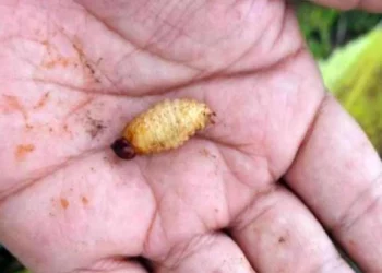 Foto: Agencias // Oaxaca acumula ya 6 casos de infección en humanos por gusano barrenador en una semana.