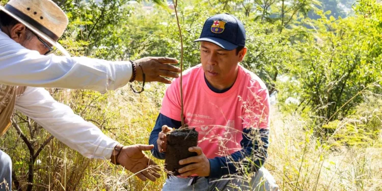 Foto: Municipio de Oaxaca de Juárez // Siembra de ciprés en El Fortín sin mínimo estudio ecológico.