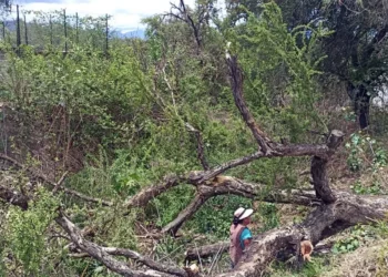 Un árbol tehuixtle de 10 metros cayó en una barranca de la colonia Del Maestro.