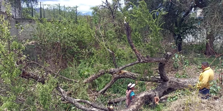 Un árbol tehuixtle de 10 metros cayó en una barranca de la colonia Del Maestro.
