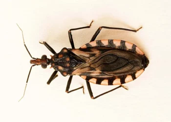 Foto: ilustrativa // Oaxaca, segundo lugar en enfermedad de Chagas.