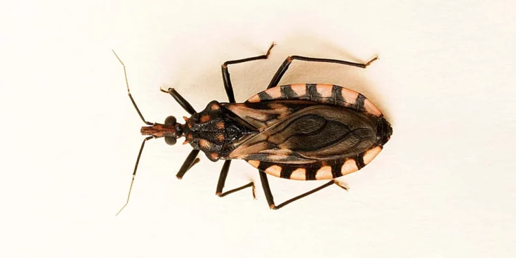 Foto: ilustrativa // Oaxaca, segundo lugar en enfermedad de Chagas.