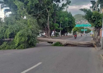 Desastre por aire y lluvia, caen al menos 8 árboles