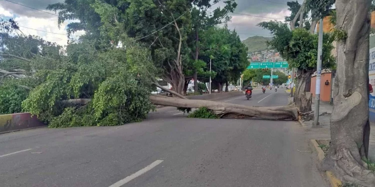 Desastre por aire y lluvia, caen al menos 8 árboles