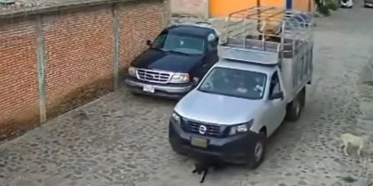 VIDEO | ¡Crueldad al volante! Captan a conductor aplastando a un perrito y huyendo como si nada; lo buscan