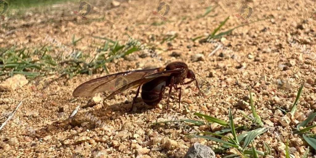 ¡Chicatanas! Oro alado que emerge con las primeras lluvias y moviliza a Oaxaca