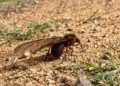 ¡Chicatanas! Oro alado que emerge con las primeras lluvias y moviliza a Oaxaca
