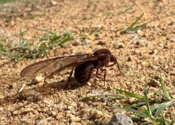 ¡Chicatanas! Oro alado que emerge con las primeras lluvias y moviliza a Oaxaca