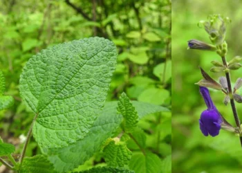 ¡Oaxaca descubre Salvia Itziana! Nueva especie botánica críticamente amenazada