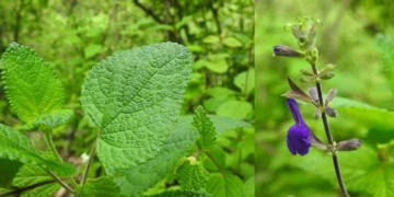 ¡Oaxaca descubre Salvia Itziana! Nueva especie botánica críticamente amenazada