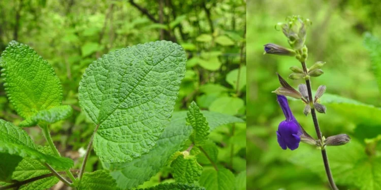 ¡Oaxaca descubre Salvia Itziana! Nueva especie botánica críticamente amenazada