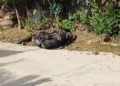 ¡Violencia no da tregua en Pinotepa Nacional! Dos homicidios en menos de 24 horas elevan la alarma en la Costa