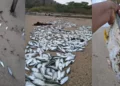 VIDEO | ¡Alarma en Huatulco! Mar de fondo deja cientos de peces muertos en playa Boca Vieja
