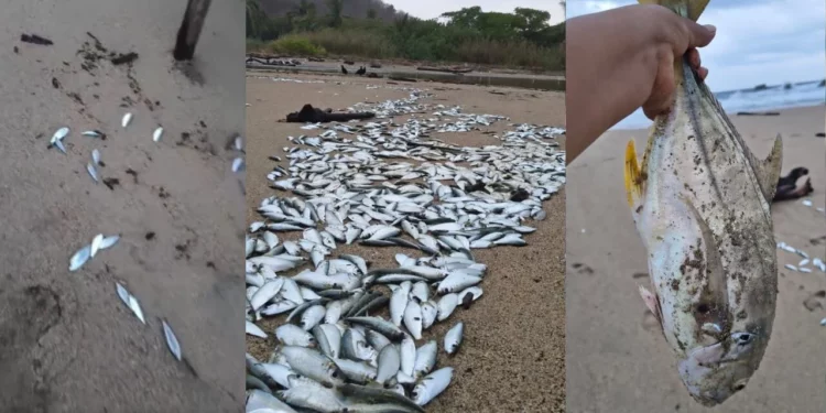 VIDEO | ¡Alarma en Huatulco! Mar de fondo deja cientos de peces muertos en playa Boca Vieja