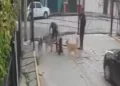 VIDEO | Furia en redes por presunto caso de crueldad animal: Pitbull deja gravemente herida a una perrita