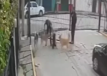 VIDEO | Furia en redes por presunto caso de crueldad animal: Pitbull deja gravemente herida a una perrita