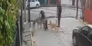 VIDEO | Furia en redes por presunto caso de crueldad animal: Pitbull deja gravemente herida a una perrita