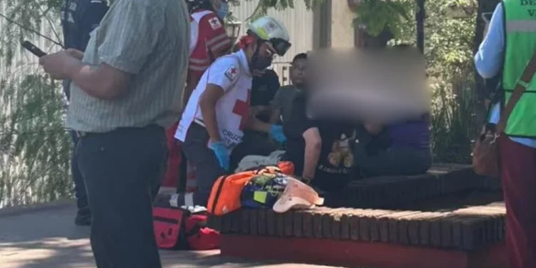 ¡Advertencias ignoradas! Rama cae sobre una mujer y expone el deterioro del arbolado en Oaxaca