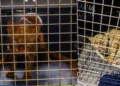 Rescatan a yaguarundí en cautiverio tras investigación por muerte de un perro en San Antonio de la Cal