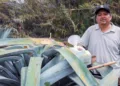 Foto: redes sociales // Severos altibajos en el precio del agave de mezcal, reportan artesanos.