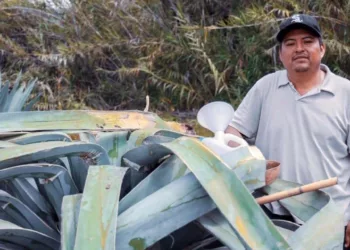 Foto: redes sociales // Severos altibajos en el precio del agave de mezcal, reportan artesanos.