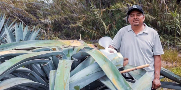 Foto: redes sociales // Severos altibajos en el precio del agave de mezcal, reportan artesanos.
