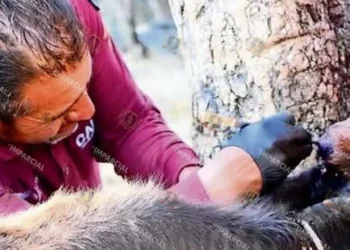 Foto: Archivo El Imparcial // Se multiplican los casos de miasis por barrenador en animales.