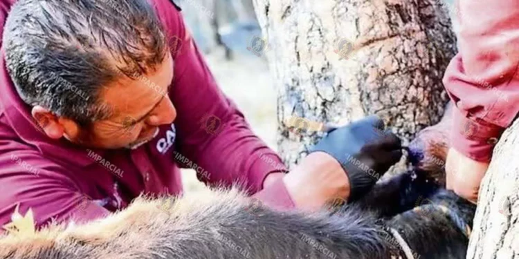 Foto: Archivo El Imparcial // Se multiplican los casos de miasis por barrenador en animales.